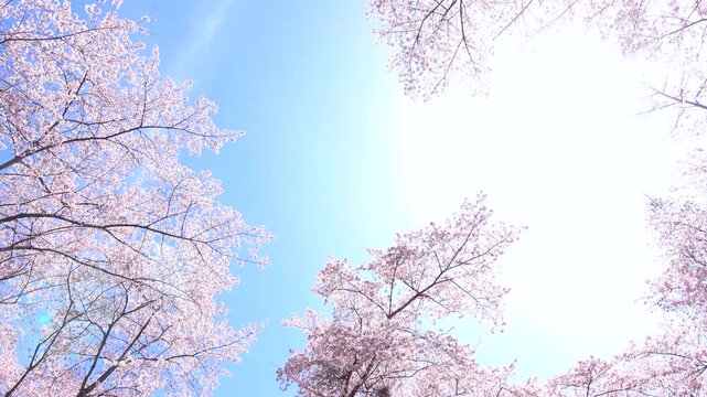 風で舞い散る満開の桜の花びらと青空のスローモーション  4K 
