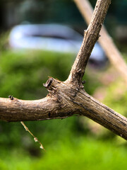 close up of branch in the forest