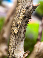 close up of insect eggs on tree branches
