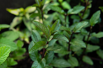  Fresh Australian chocolate mint plant outdoor with shade of sun in summer dark black background