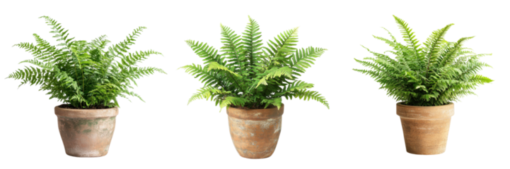 A Set of Beautiful Fern Plants in Rustic Clay Pots, Isolated on Transparent Background