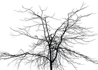Silhouette of bare tree with branches isolated on white. Black and white vector illustration
