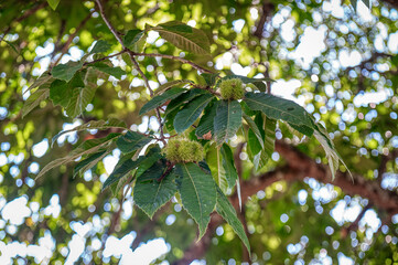 The chestnut is a tree that belongs to the Fagaceae family, whose fruit, the chestnut, is edible and was an important food source,