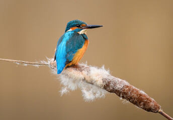 European Kingfisher ( Alcedo atthis ) close up