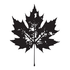 Detailed Maple Leaf Silhouette Illustration