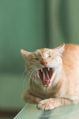 A yawning ginger cat with a green background.