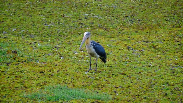 A Lesser Adjutant Stork forages for food in a bog at Kaziranga National Park in Assam, India