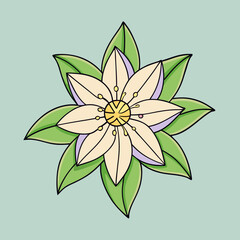 vector illustration of a clematis flower
