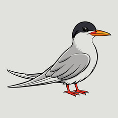 vector illustration of a common tern