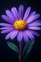 Fototapeta premium A Dew Kissed Purple Daisy Flower Blooms Darkly