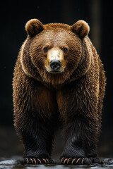 Obraz premium Majestic Brown Bear Standing Confidently In Nature