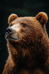 Obraz premium Grizzly Bear Portrait In The Rain