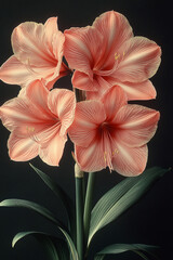 Obraz premium Amaryllis flowers bloom in a dark background