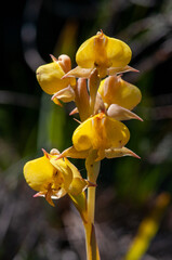 fynbos, garden route, western cape, south africa