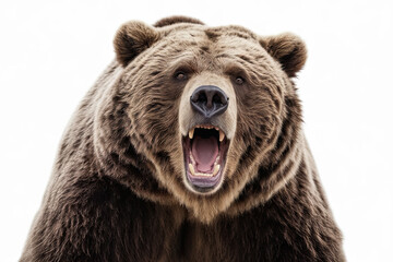 Grizzly bear roaring on a white background, highlighting its raw power