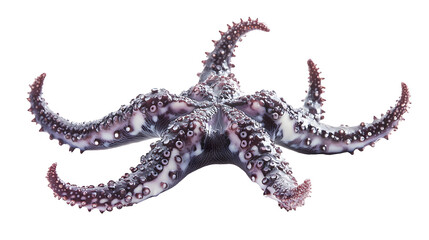 Obraz premium Starfish isolated on white background marine life stock photo clean environment close-up nature concept