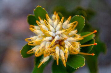 fynbos, garden route, western cape, south africa