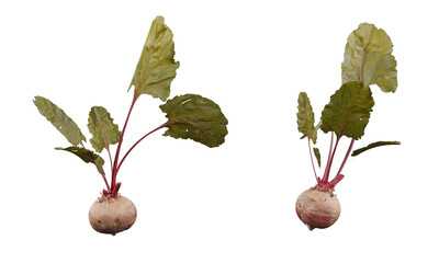 beetroot isolated on white