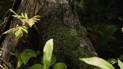 Moss covered tree stump surrounded by greenery in a tranquil forest