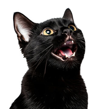 Portrait of a happy black cat with open mouth on white background