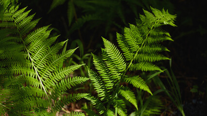Lush green ferns growing in a tranquil forest setting during daylight hours
