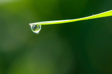 A leaf with a drop of water on it