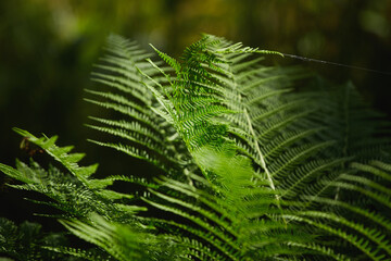 Lush green ferns thrive in a vibrant forest setting during daytime