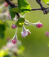 A branch of a tree with pink flowers