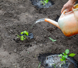 A person is watering plants in a garden
