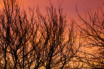 A tree with its branches bare and the sky in the background is orange