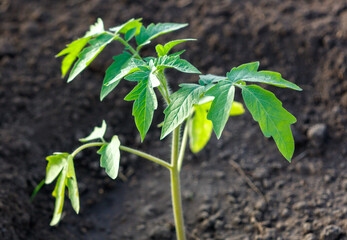 A small green plant with a stem and leaves is growing in the dirt