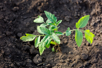 A small plant is growing in the dirt