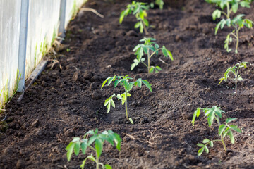 A row of tomato plants are growing in a dirt field