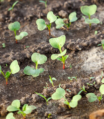 A bunch of small plants are growing in the dirt