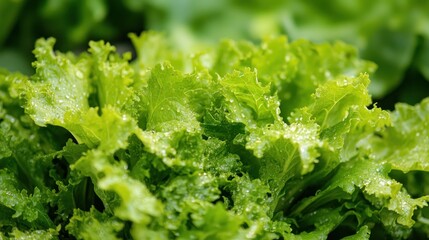 Close-up of fresh, dewy green lettuce leaves in a garden.