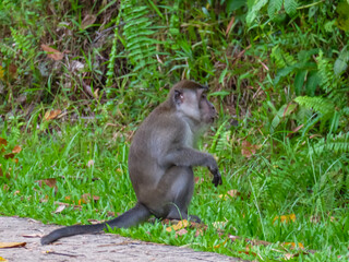 Crab-eating macaque monkey sits in tropical jungle in Bako National Park, Kuching, Sarawak, Malaysia. Wildlife in rain forest of Borneo island. Wildlife watching in natural habitat. Travel destination