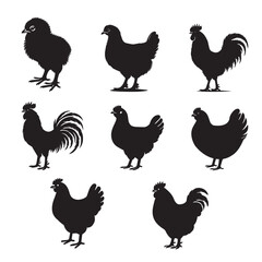 Collection of Chicken Silhouette vector, Hen silhouette illustration, black Chicken Clipart Design 