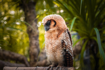 A wild great owl perched in a brown wood. The cuckoo owl has the scientific name Strix leptogrammica. Kukuk beluk. Bird of prey.