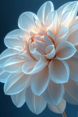Delicate Pale Dahlia Flower Close Up Shot