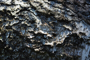 Detailed texture of tree bark captured in natural light in a forest setting