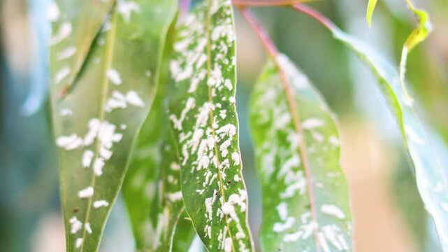 Aphid Infestation on Eucalyptus Leaves