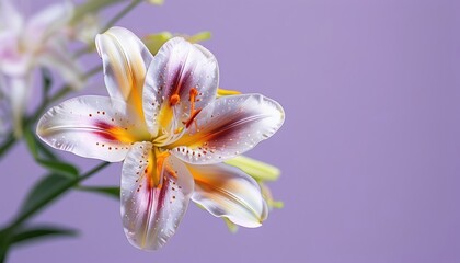 Obraz premium Easter lily with purple background and copy space