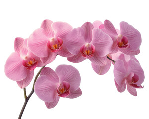 Obraz premium Pink Orchid Flowers on a Graceful Branch, Elegant Tropical Blooms, isolated with transparent background
