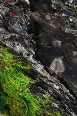 Examination of textured tree bark with vibrant green moss in natural light