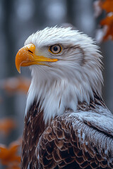 Obraz premium Majestic Bald Eagle Portrait Winter Feathers