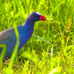 Vibrant purple swamphen in green grass.
