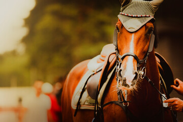 A beautiful bay horse is dressed in a leather bridle and saddle, with a saddle cloth. Equestrian equipment for sports and horse riding.