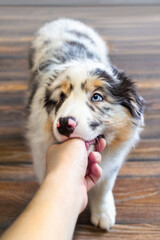 Cute Aussie Australian Shepherd puppy in blue marble color bites hands vertical Puppy bites
