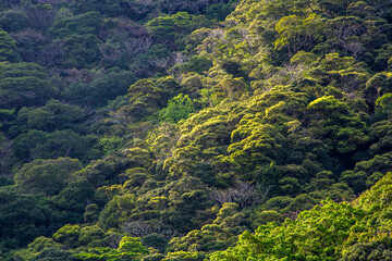 亜熱帯の奄美大島の森