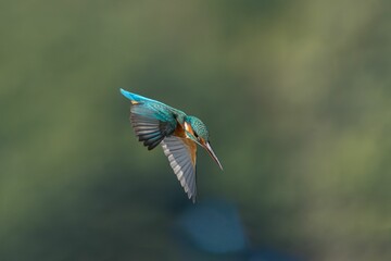 Kingfisher in Flight